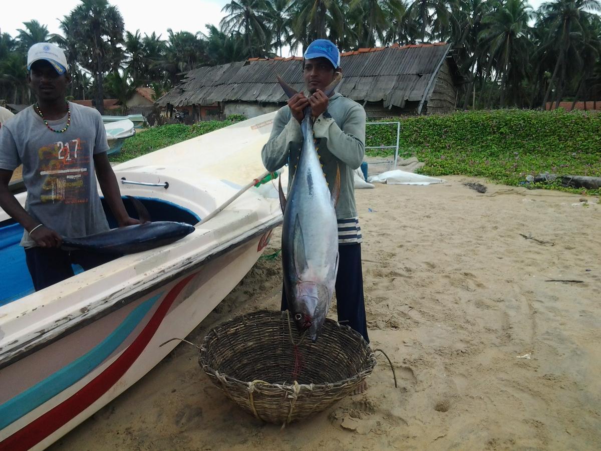 Dolphinchilling Hotel Alankuda ภายนอก รูปภาพ